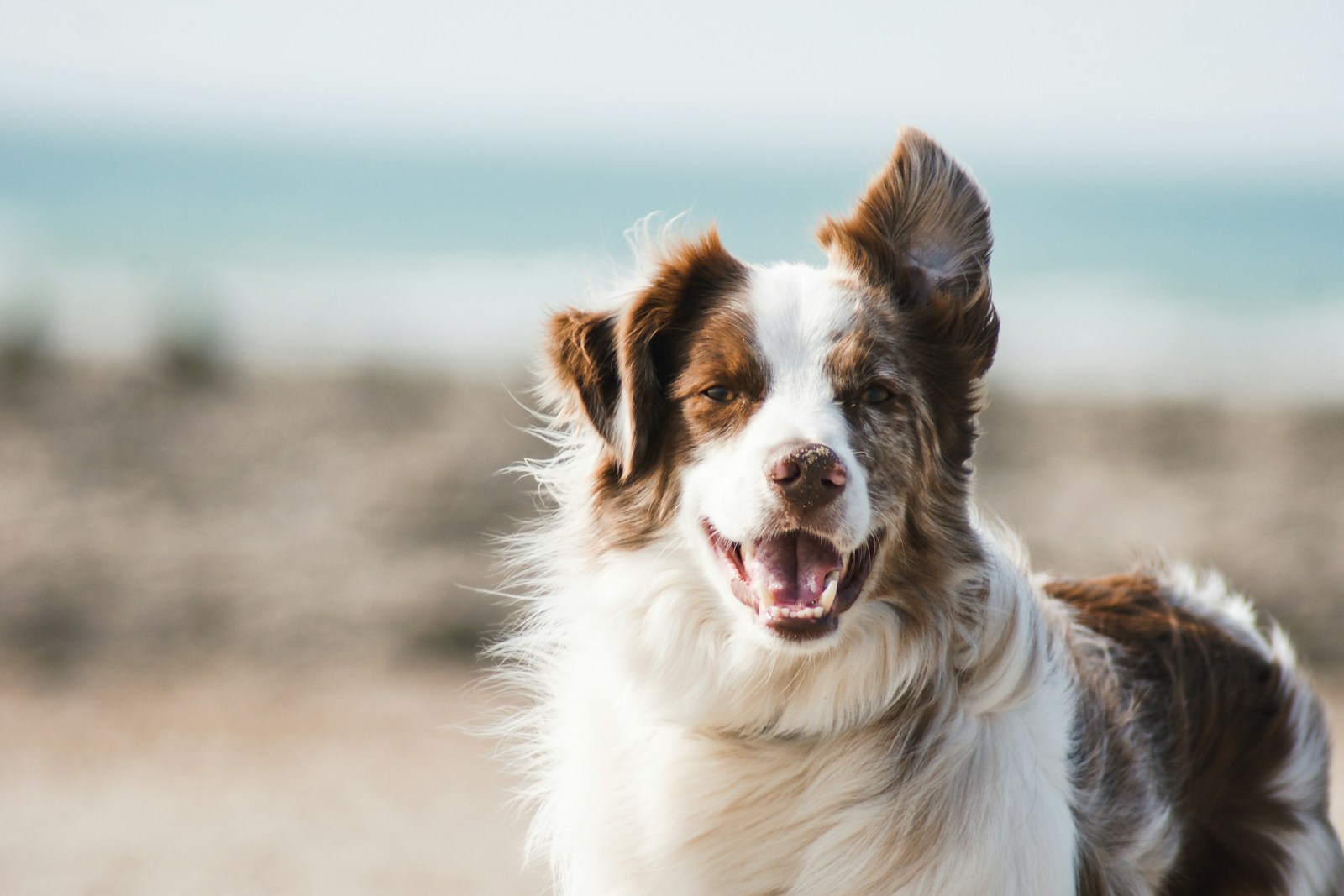 A happy brown-and-white dog enjoying the coastal breeze beside the sea
